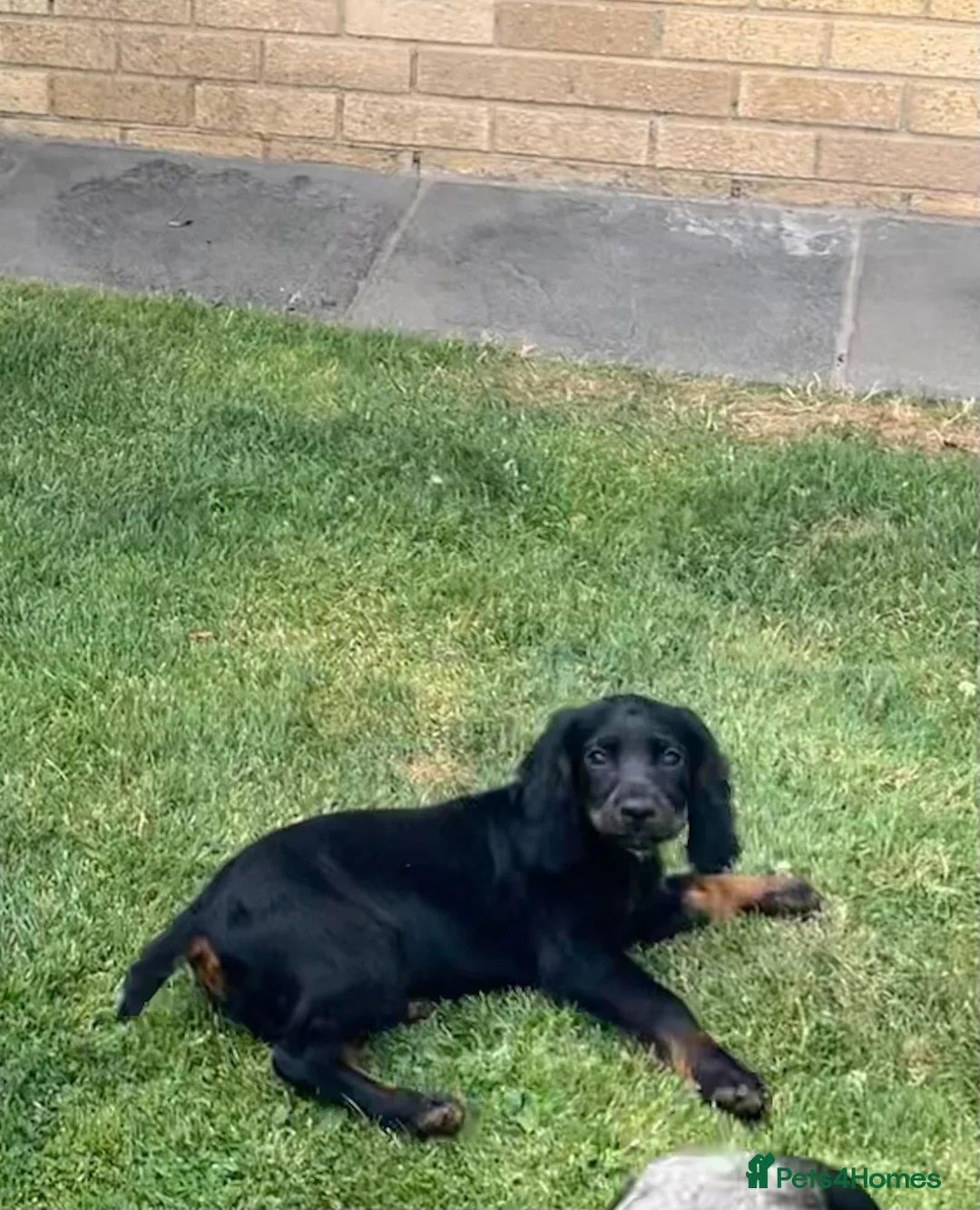 Cocker Spaniel dogs for sale: Fully vaccinated KC cocker pups - Advert 22