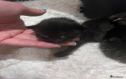 Mixed Breed cats for sale: Beautiful kittens for sale  - Image 5