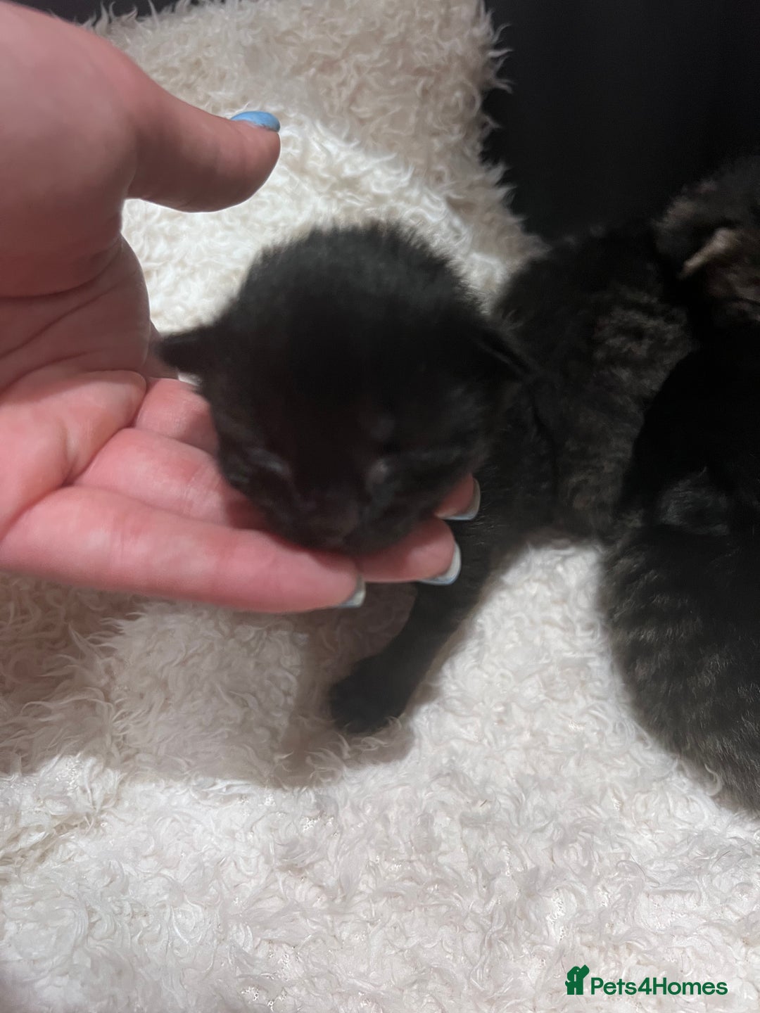 Mixed Breed cats for sale: Beautiful kittens for sale  - Image 5