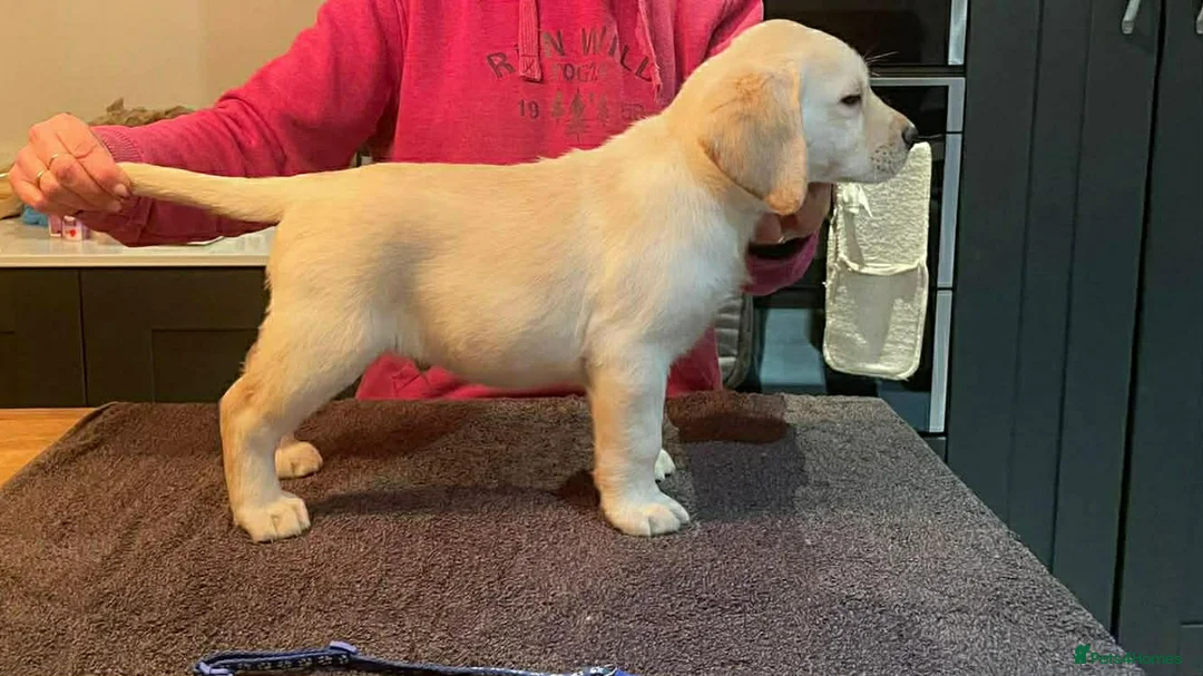 Labrador Retriever dogs for sale: Beautiful quality litter  - Advert 2