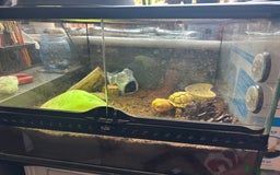 Leopard Gecko reptiles for sale: Leopard Gecko and full set up for sale  - Image 5