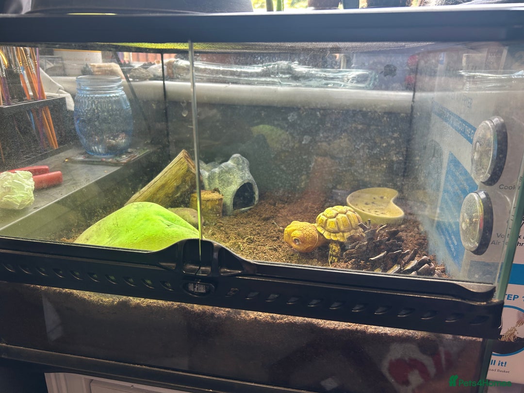 Leopard Gecko reptiles for sale: Leopard Gecko and full set up for sale  - Image 5