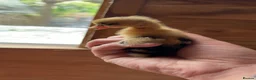Ducks poultry for sale: Indian Runner Ducklings - Advert 4