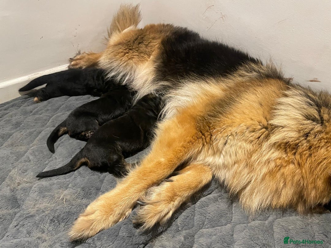 German Shepherd dogs for sale: Long-Medium hair pure bred German Shepherds 🇩🇪 - Image 10
