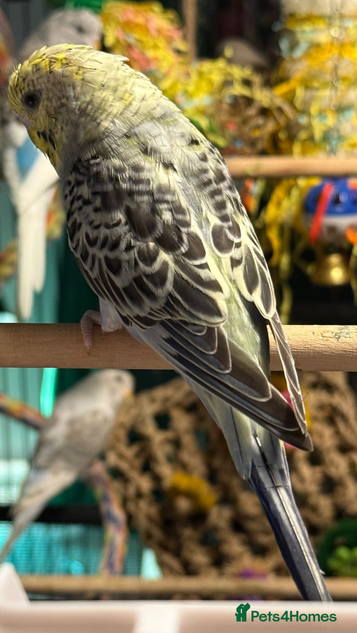 Budgerigars birds  Beautiful 9 week old budgies available  - Advert 2