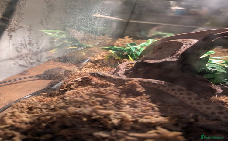 Snake reptiles - Advert 1