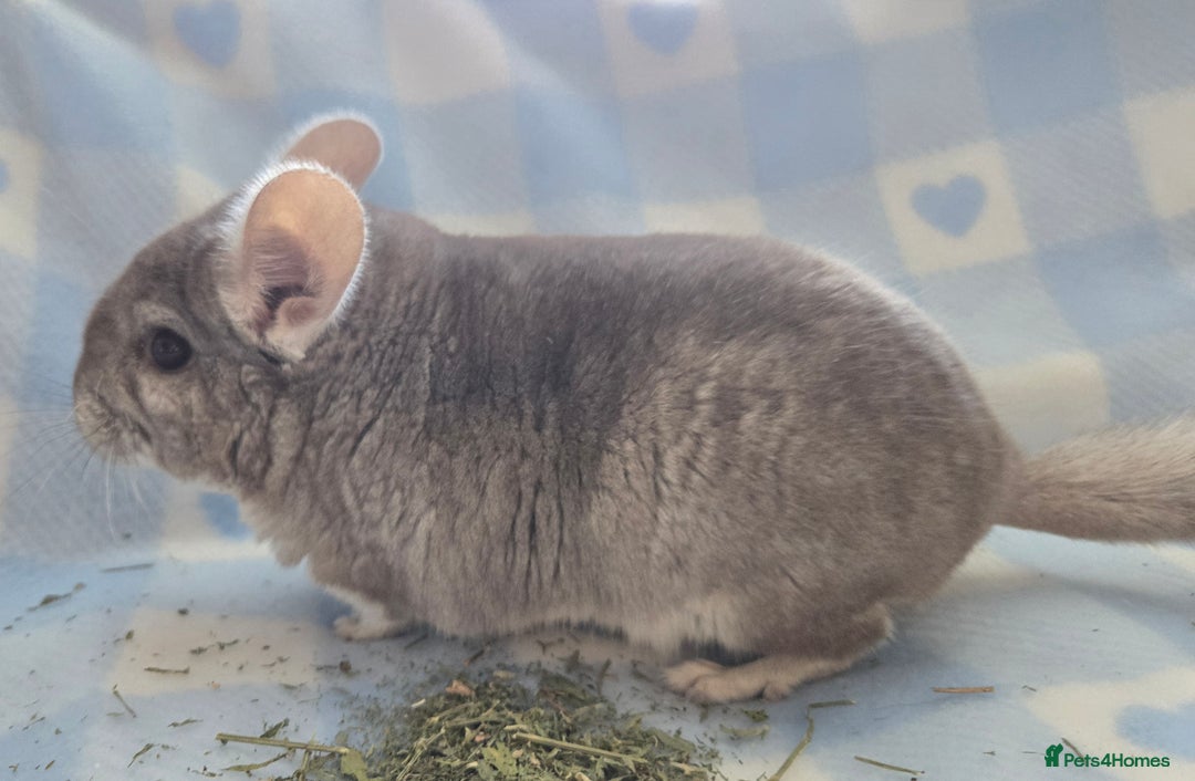 Chinchilla rodents for sale: Young adult and baby chinchillas RPA/RPAC - Image 15
