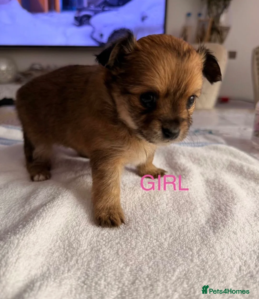 Pomchi dogs for sale: Adorable POMCHI Puppies  in London - Advert 12