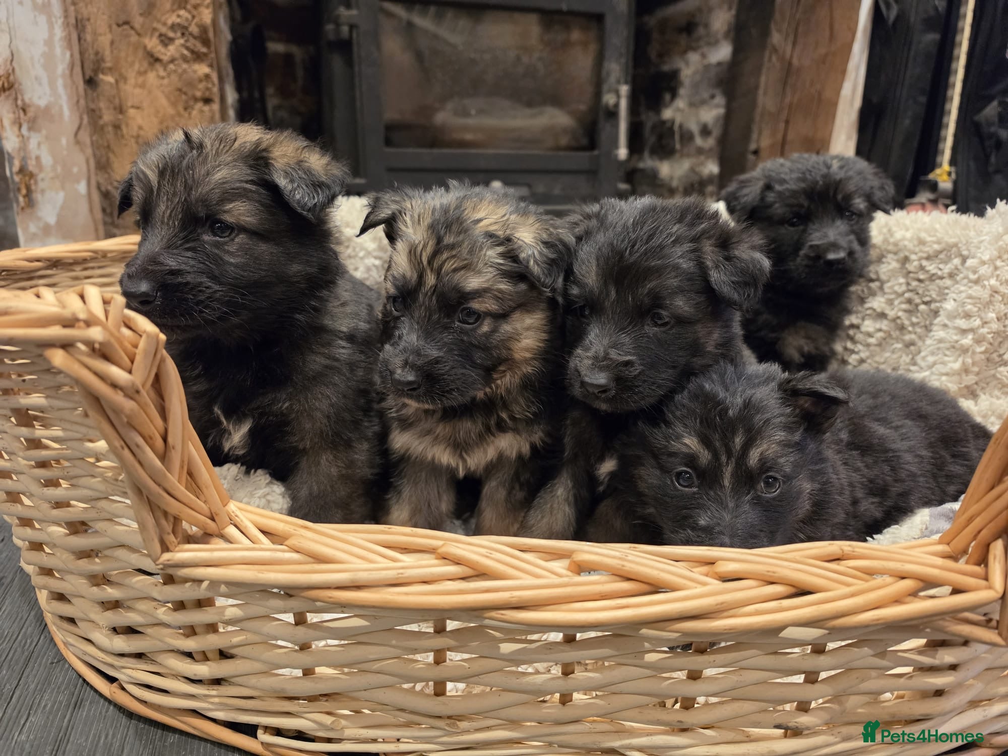 German Shepherd dogs German Shepherds straight back  - Advert 1