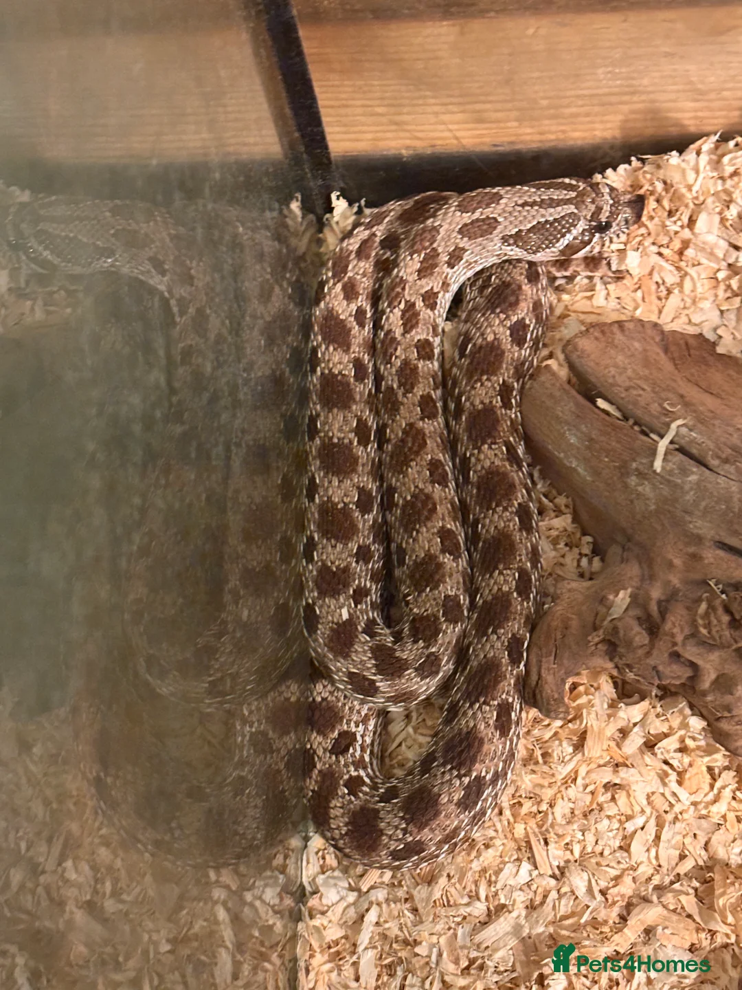 Snake reptiles for sale: Female western hognose  - Advert 1