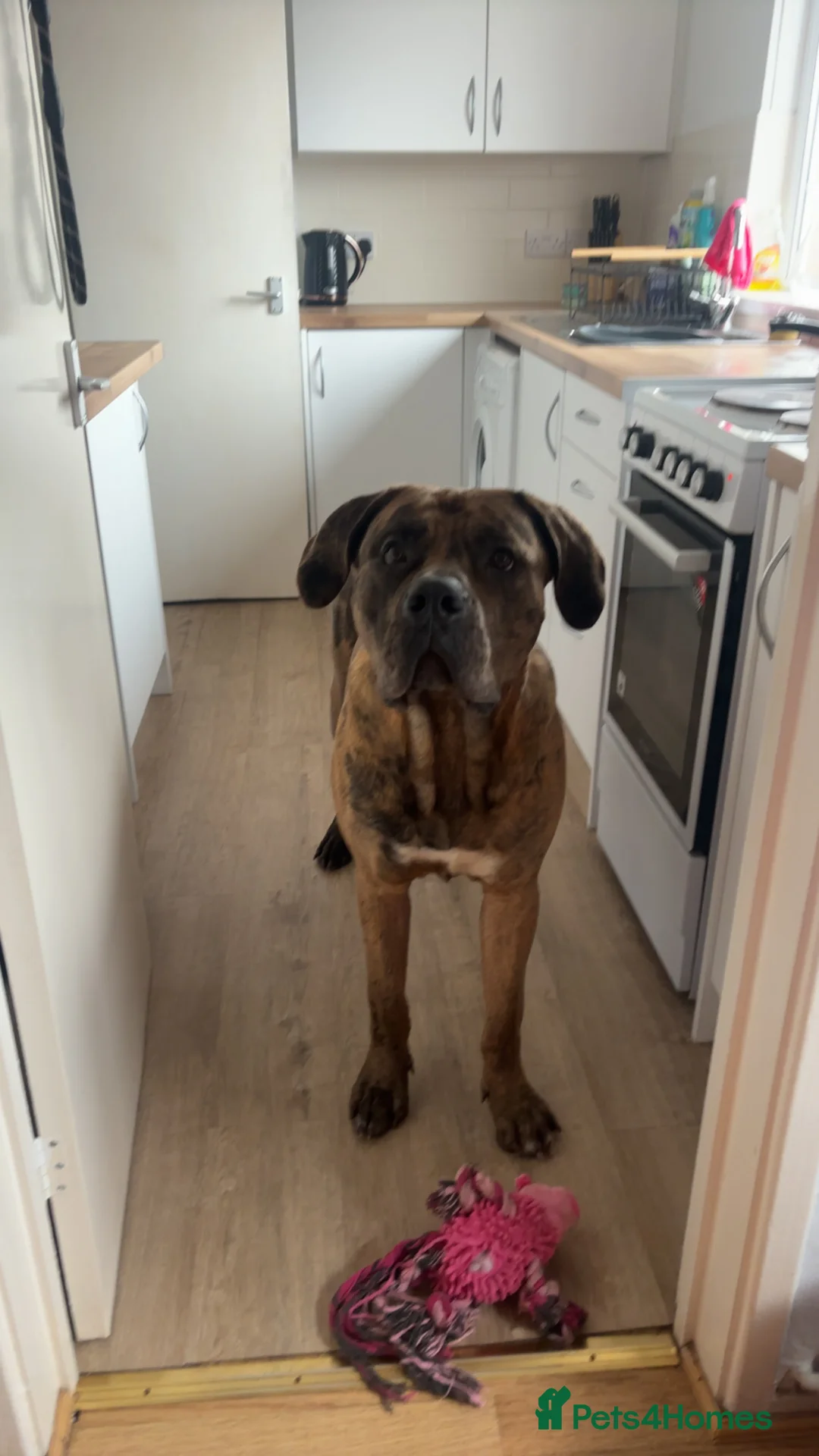 Mastiff dogs for sale: Beautiful mastiff  - Advert 2