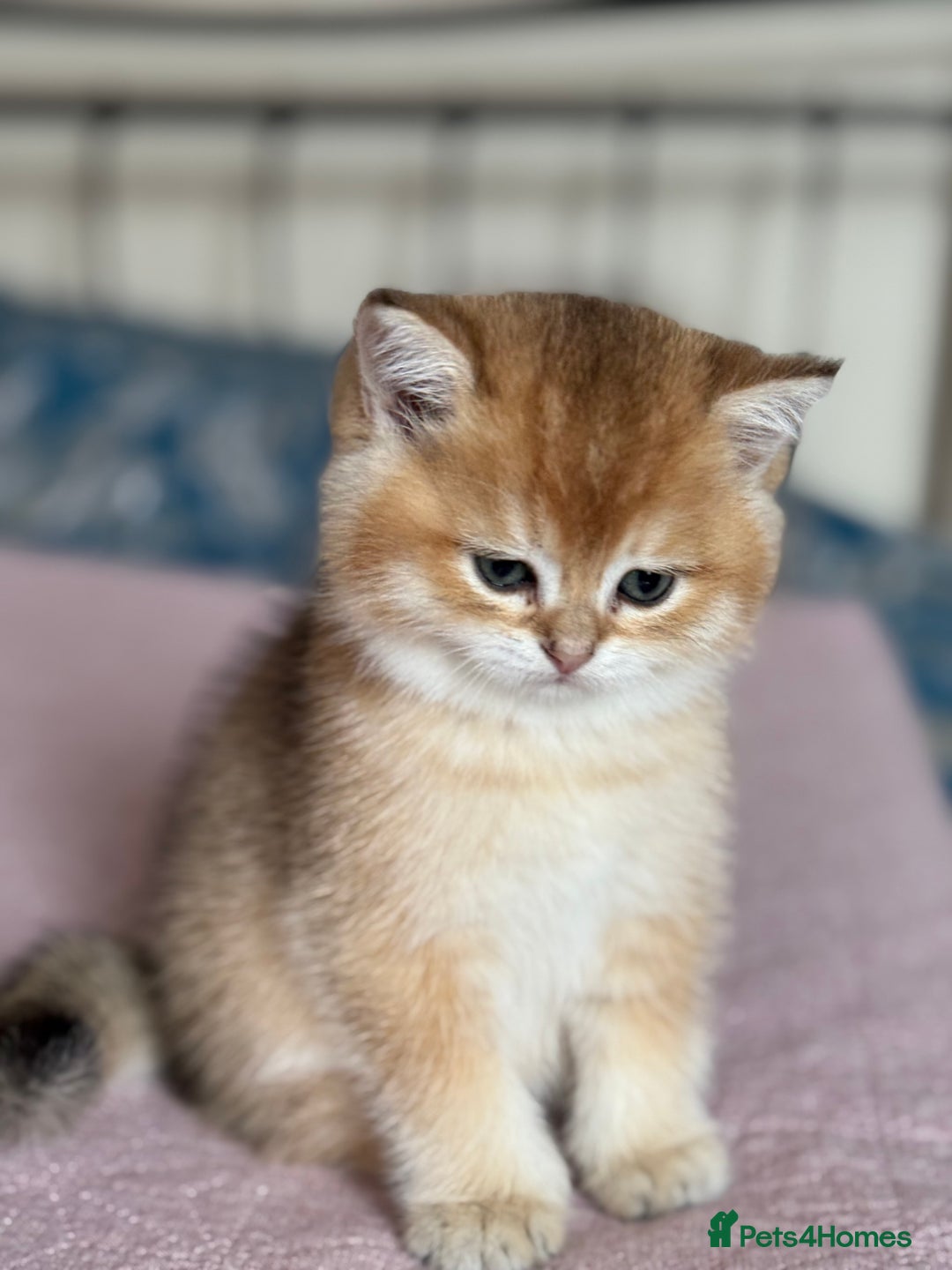 British Shorthair cats for sale: Champion line golden BSH - Image 1