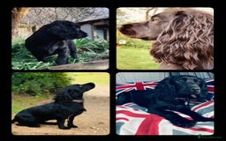 Cocker Spaniel dogs for sale: Black Male KC Working cocker - Image 8