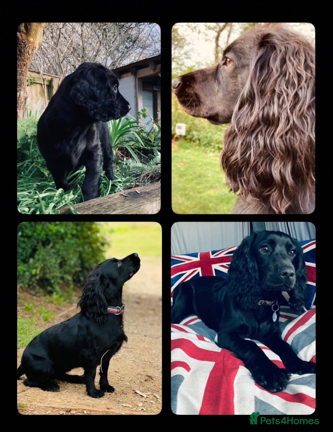 Cocker Spaniel dogs for sale: Black Male KC Working cocker - Image 8