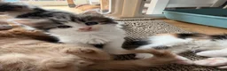 Mixed Breed cats for sale: Ragdoll x mainecoon cross  - Advert 3