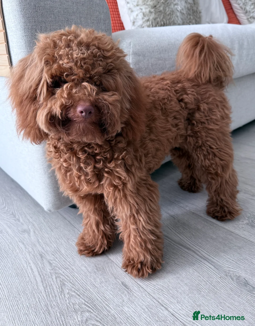 Cockapoo dogs for sale: Puppy need to be rehome  - Advert 3