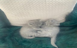 British Shorthair cats for sale: wonderfully raised B S H KITTIES for you - Image 5