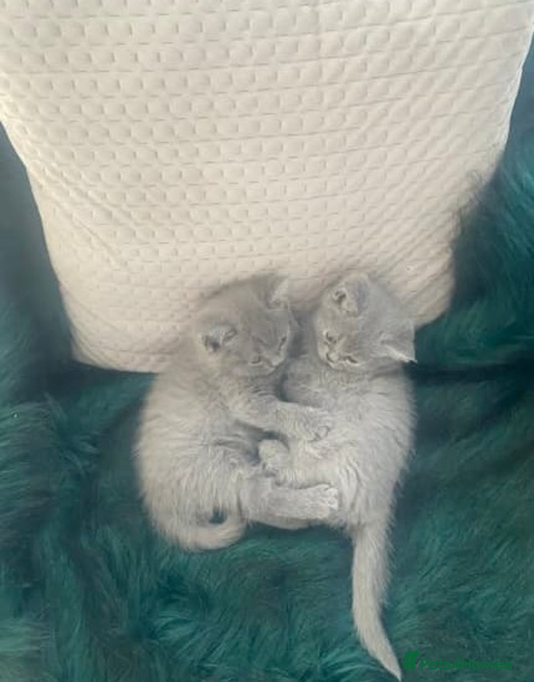 British Shorthair cats for sale: wonderfully raised B S H KITTIES for you - Image 5
