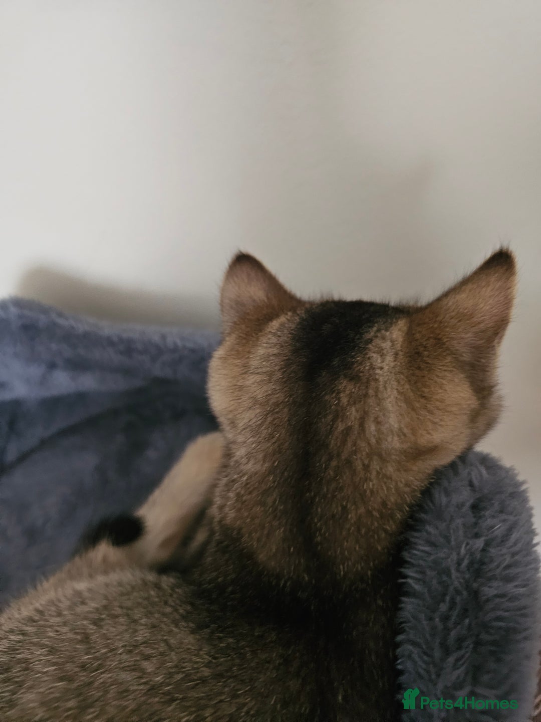 British Shorthair cats for sale: Browney - Advert 7