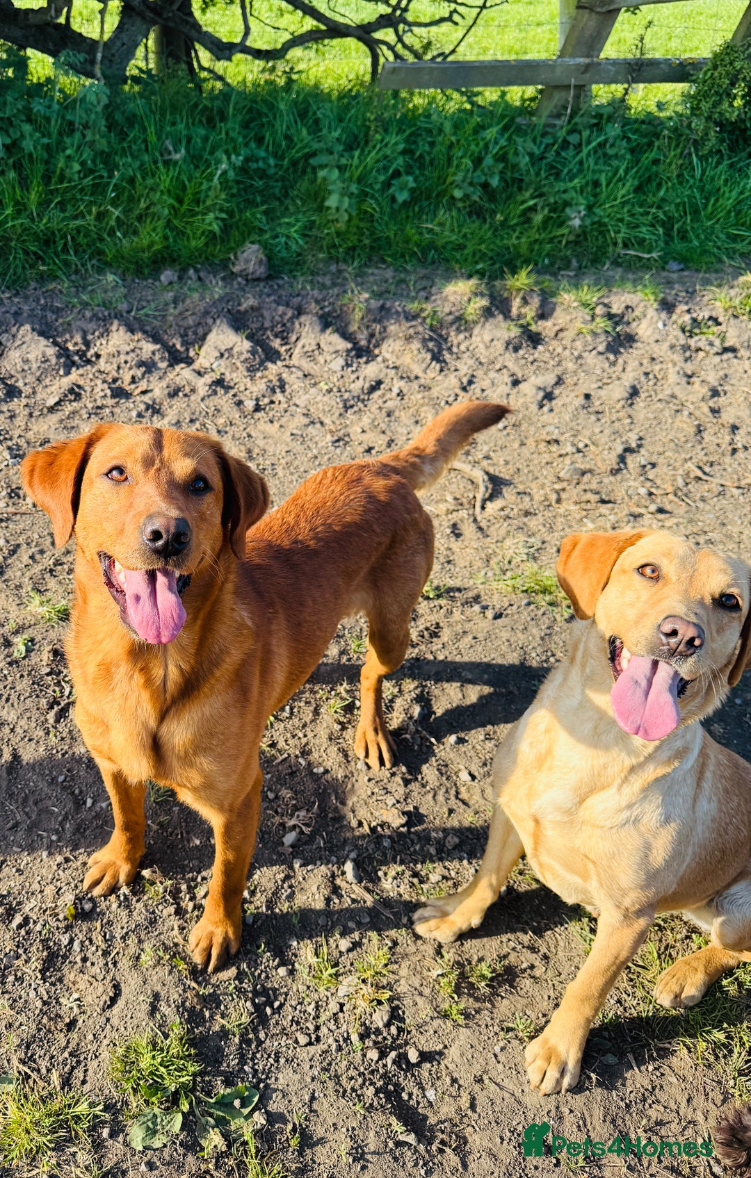 Labrador Retriever dogs for sale: Gorgeous KC reg pedigree red lab puppy  - Advert 10