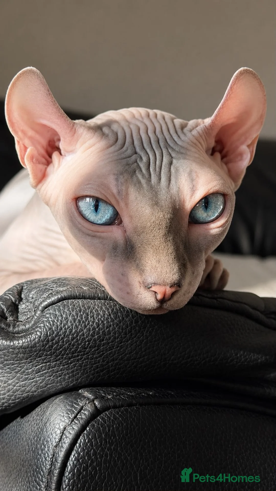 Sphynx cats for sale: 1 year old pure sphinx for sale  - Advert 2