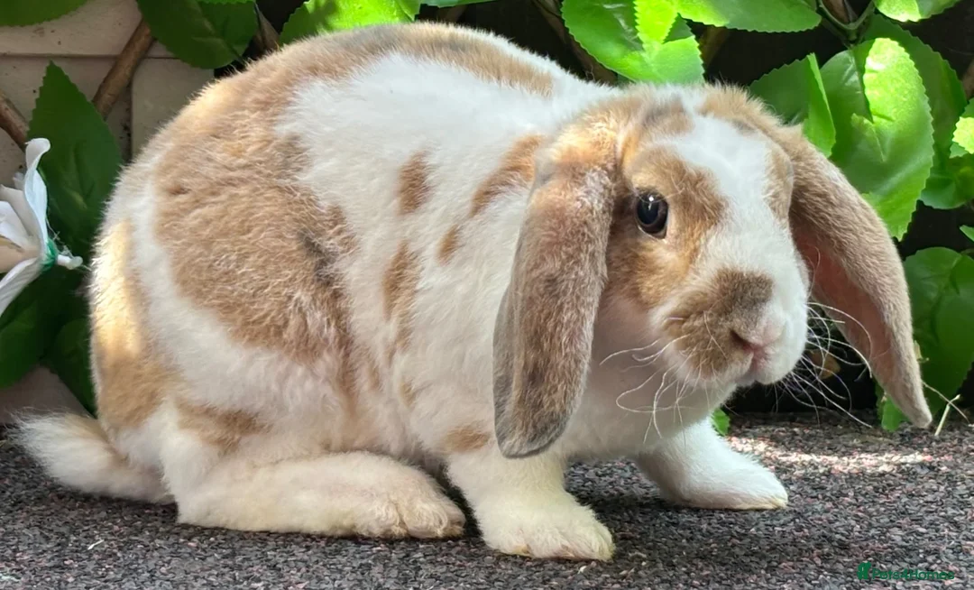 Mini Lop rabbits for sale: Mini Plush Lop - Hypoallergenic Fur. - Advert 2