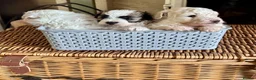 Pomapoo dogs for sale: *Ready to leave Pomapoo last boy * - Advert 7