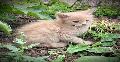 Maine Coon cats - Advert 14
