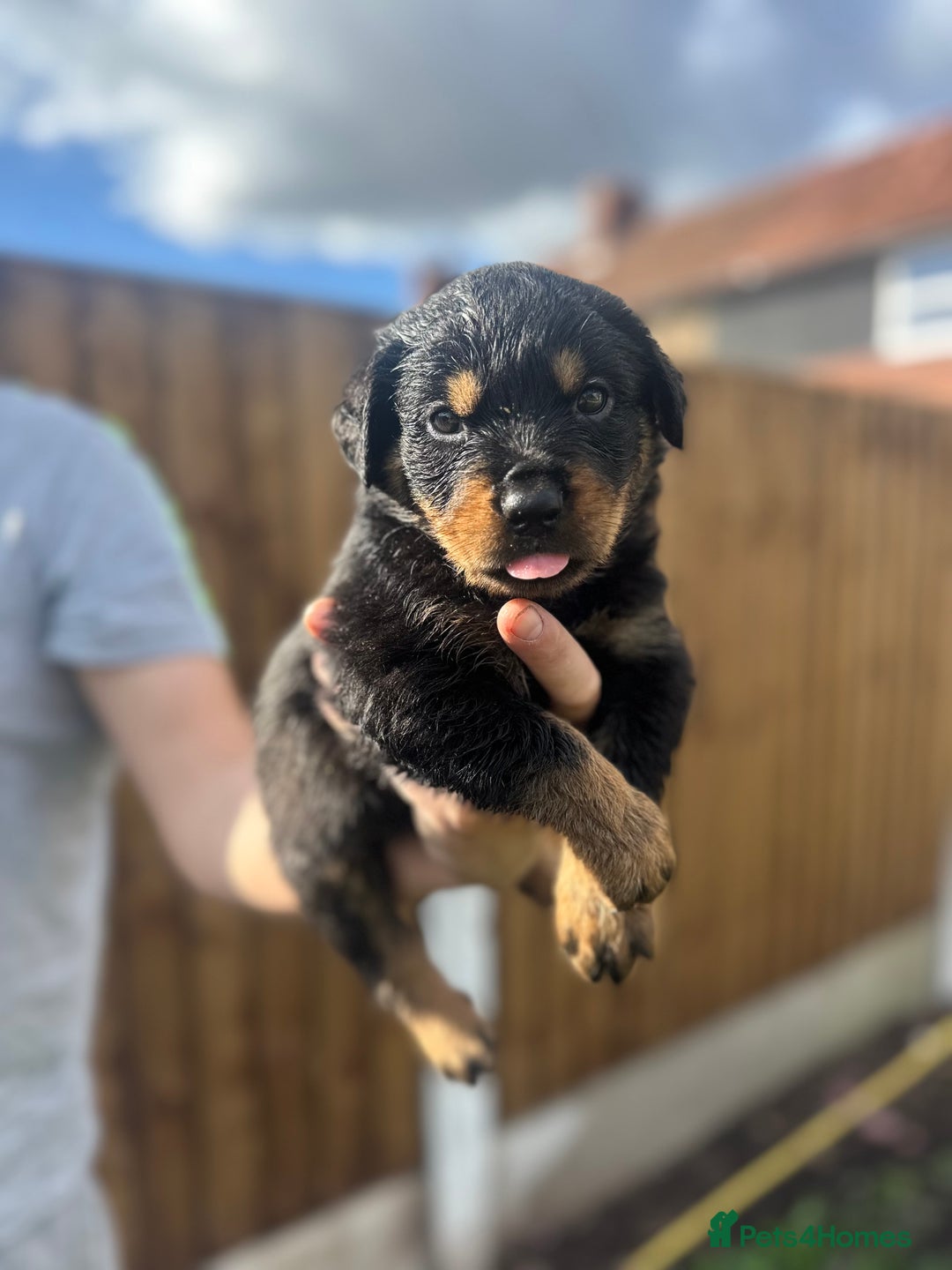 Rottweiler dogs for sale: Rottweiler puppies  - Image 10