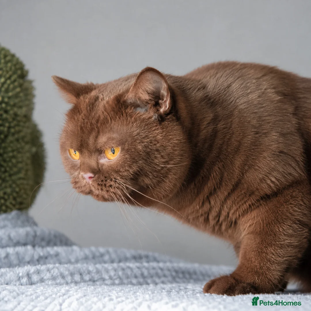 British Shorthair cats for sale: 🐾 Beautiful British Shorthair Kittens🐾 - Advert 11