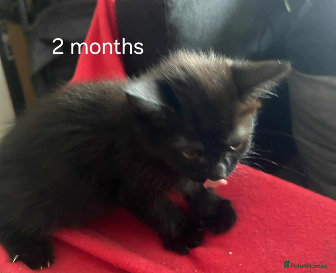 Mixed Breed cats for sale: Female  - Image 3