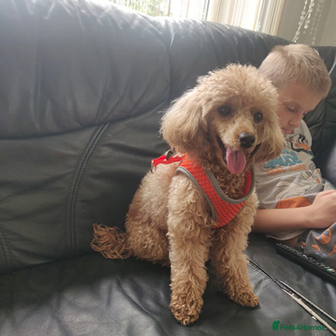 Toy Poodle dogs for sale: affectionate and loving Toy poodle girl - Advert 2