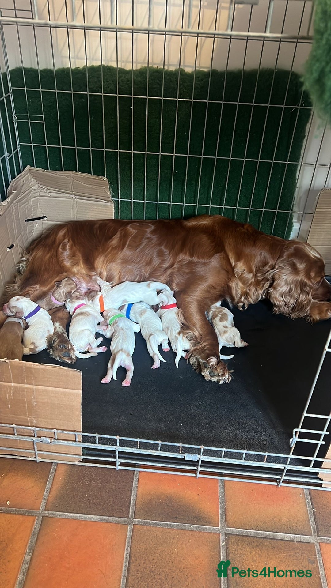 Cocker Spaniel dogs for sale: Working Cocker Spaniel Puppies  - Image 8