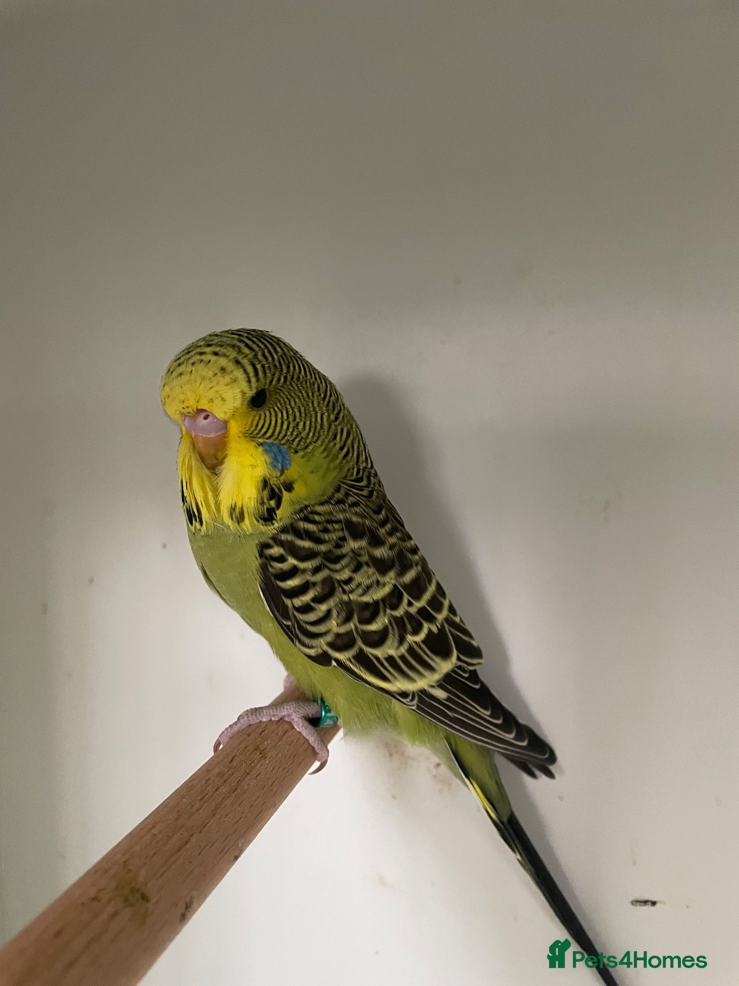 Cockatiels birds Budgies 2026 young - Advert 20