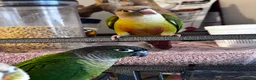 Conures birds for sale: Conure babies parent reared!! - Advert 4