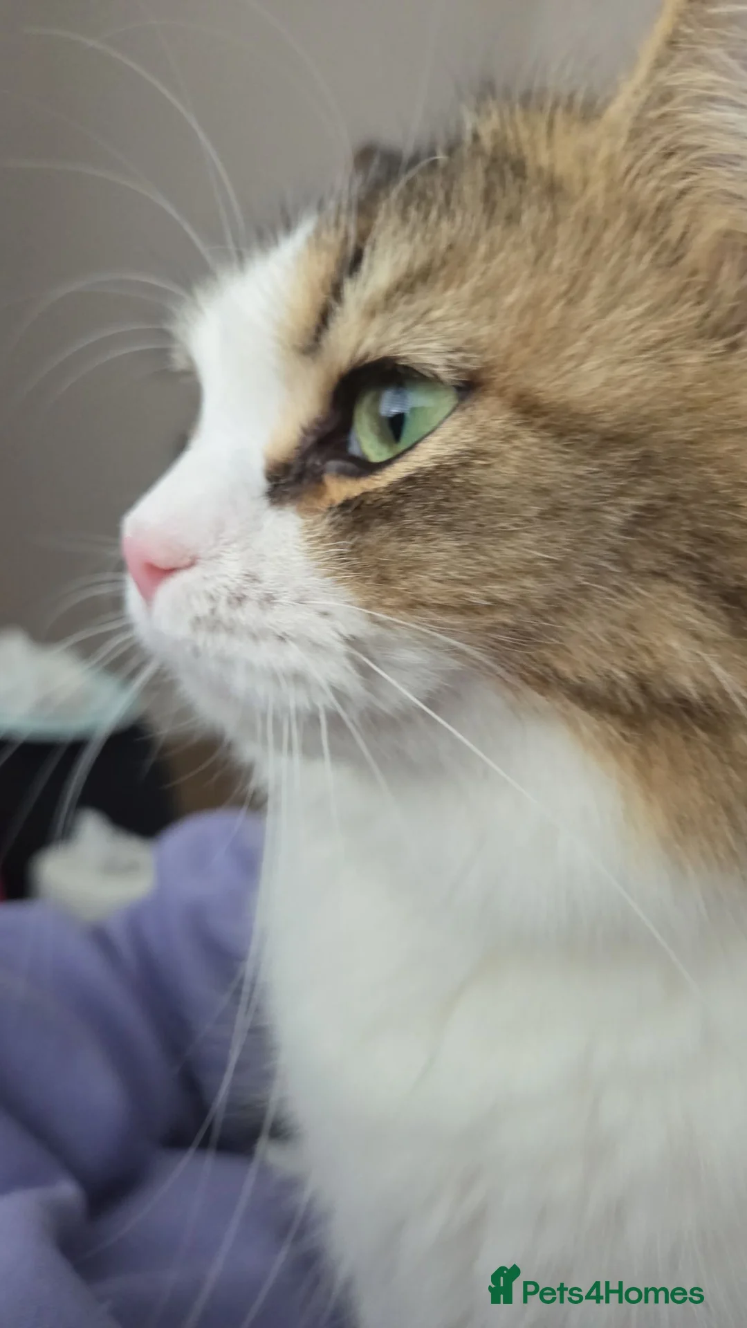 Mixed Breed cats for sale: Rehoming my cat - Advert 2