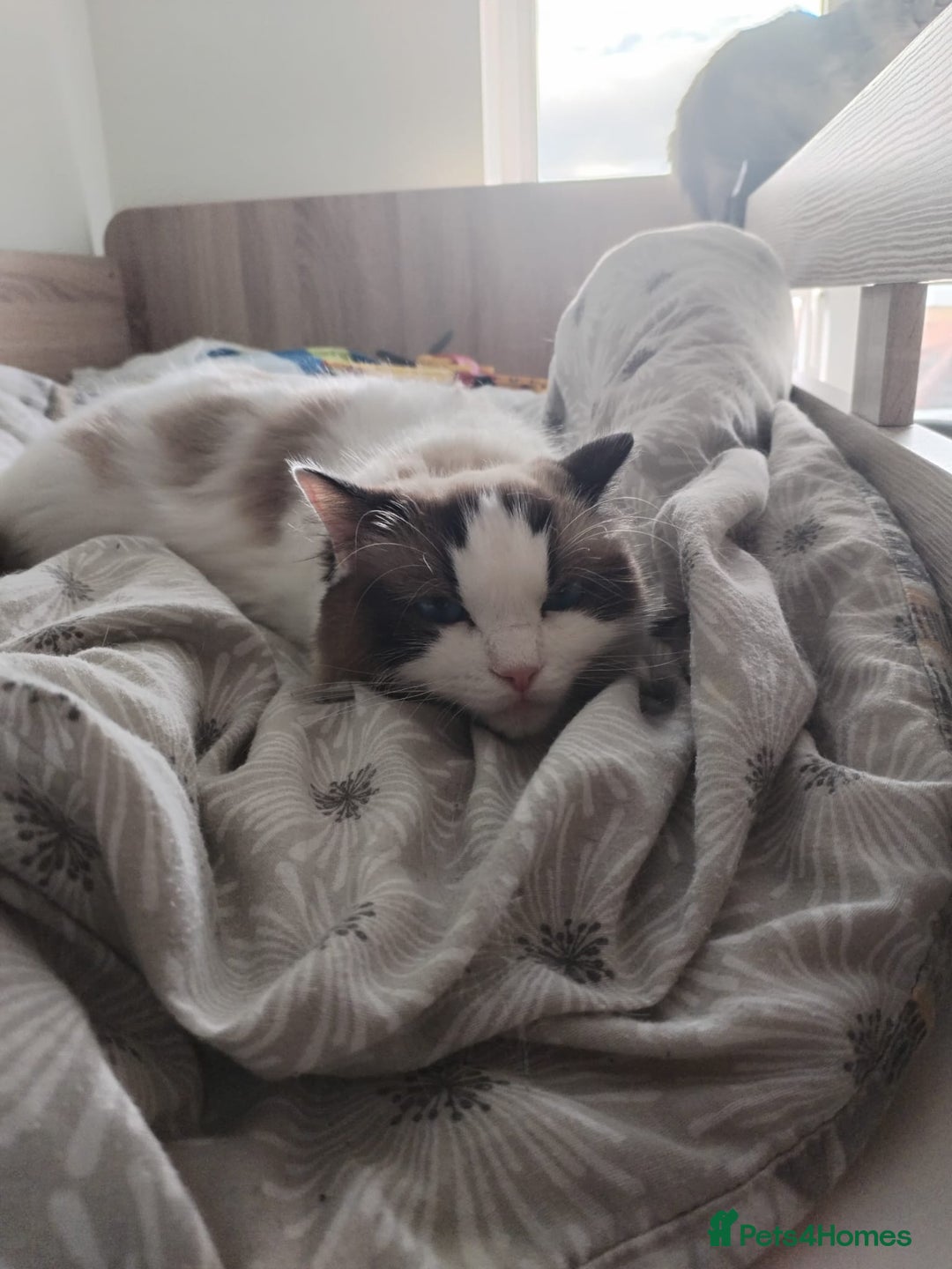 Ragdoll cats for sale: Retired Qeen Ragdoll Seal Bi Color  - Image 3