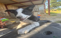 Border Collie dogs for sale: 3 males left .. female now sold! - Image 5