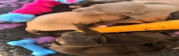 Italian Greyhound dogs for sale: Cutest Exceptional Five-Generation Pedigrees in Nottingham - Advert 10
