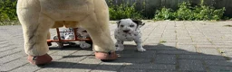 Dalmatian dogs for sale: Dalmatian beautiful - Advert 35