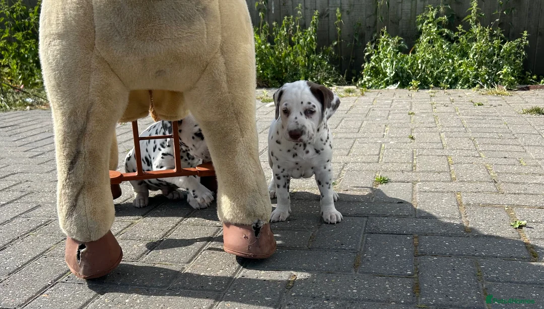 Dalmatian dogs for sale: Dalmatian beautiful - Advert 35