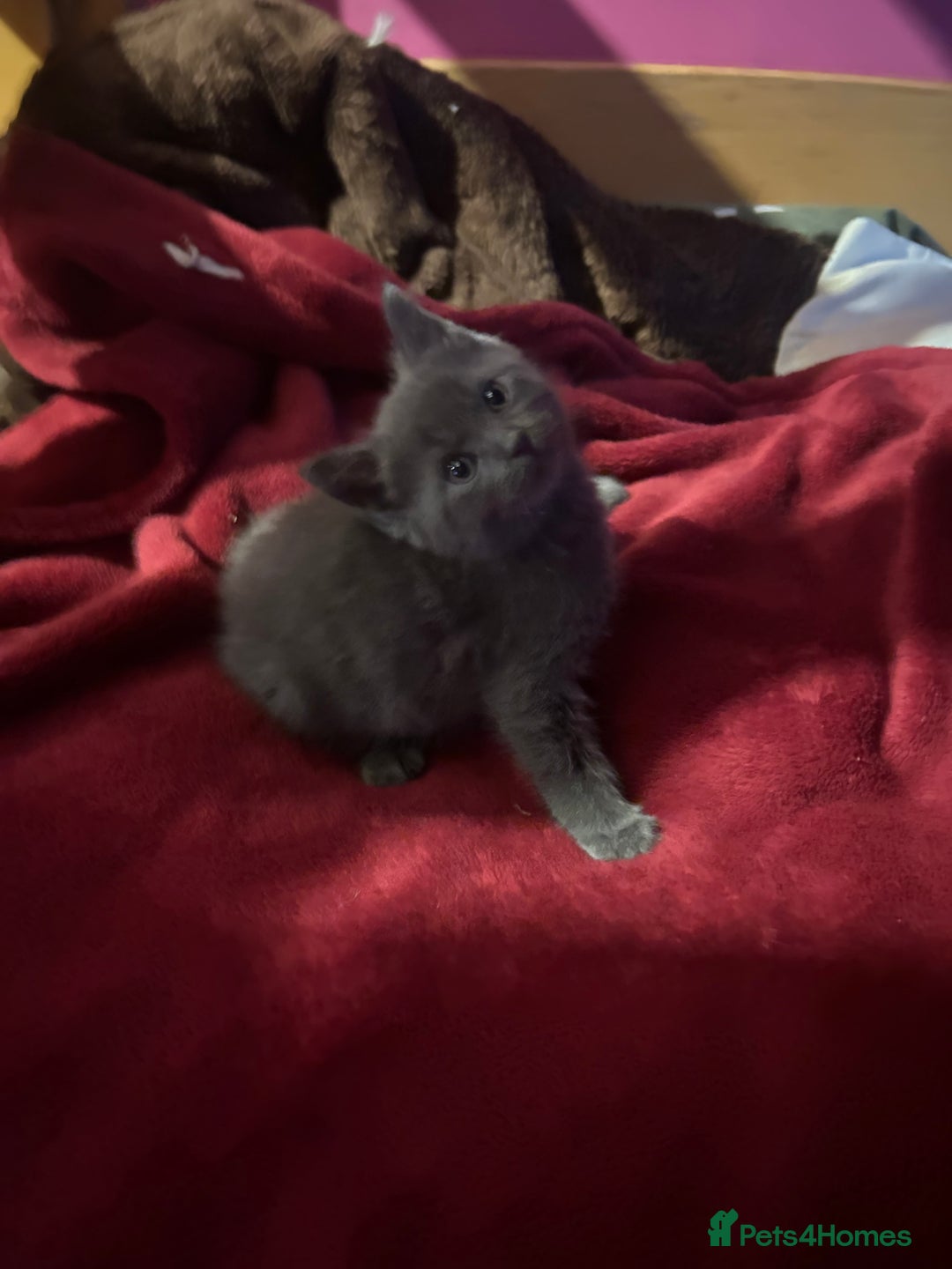 Ragdoll cats for sale: 2 adorable 1/4 ragdoll kittens available  - Image 11