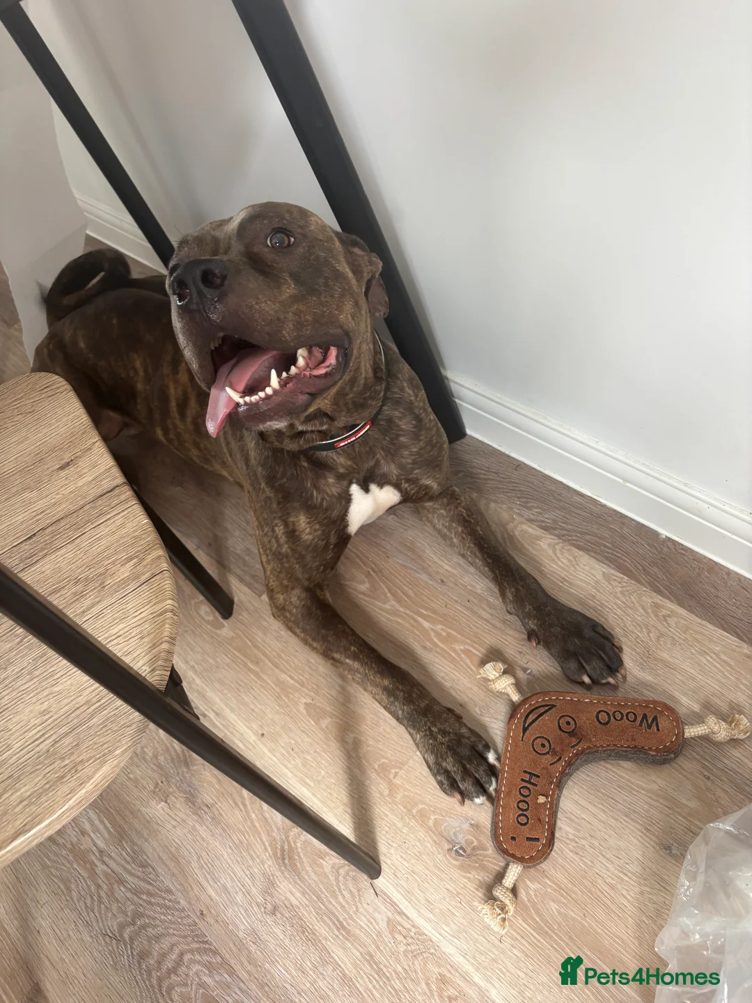 Cane Corso dogs for sale: BRINDLE CANE CORSO   - Advert 3