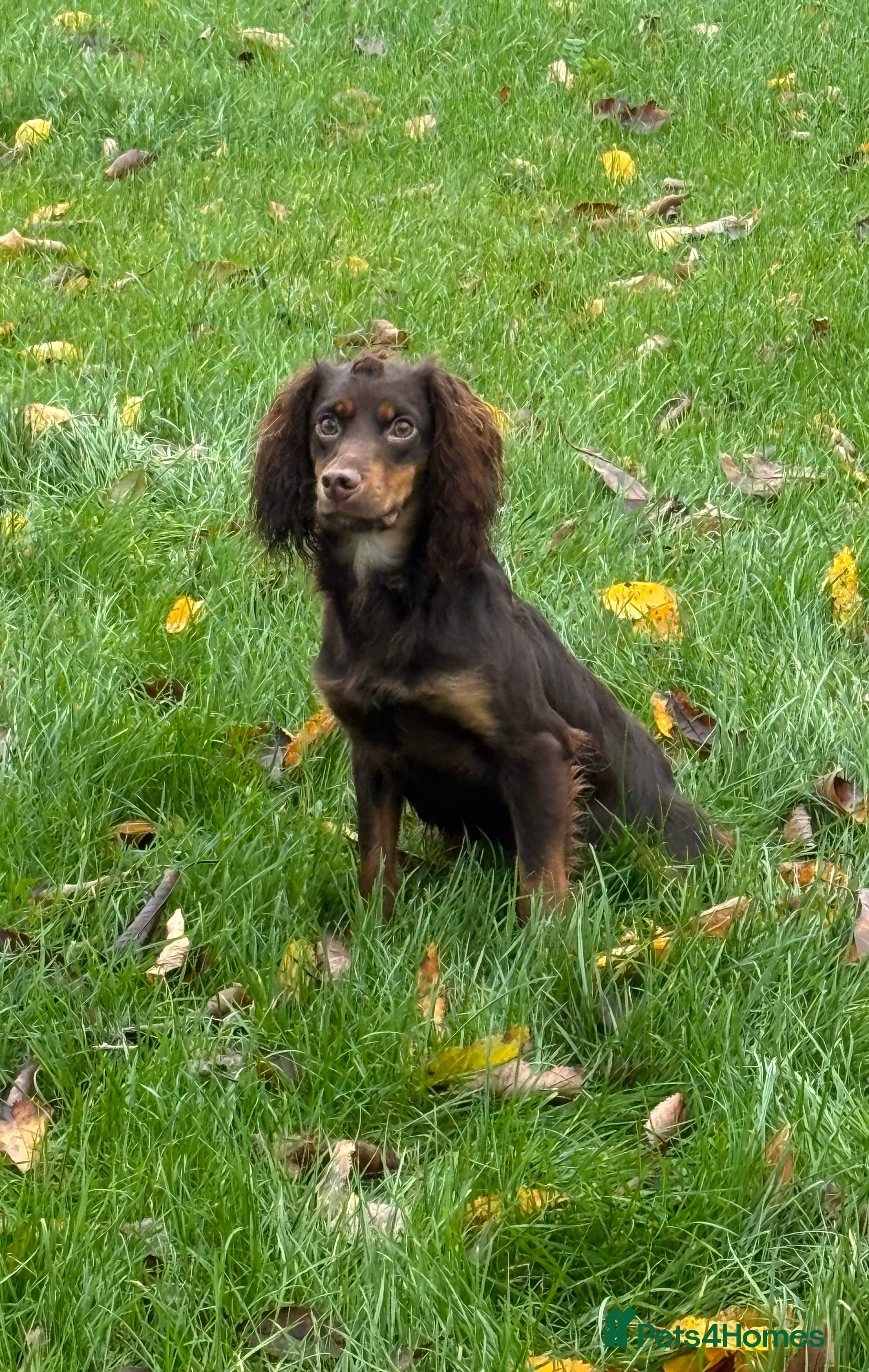 Cocker Spaniel dogs Fully Health Tested Liver & Tan Working Cocker - Advert 8