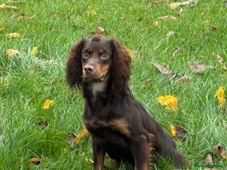 Cocker Spaniel dogs - Advert 2