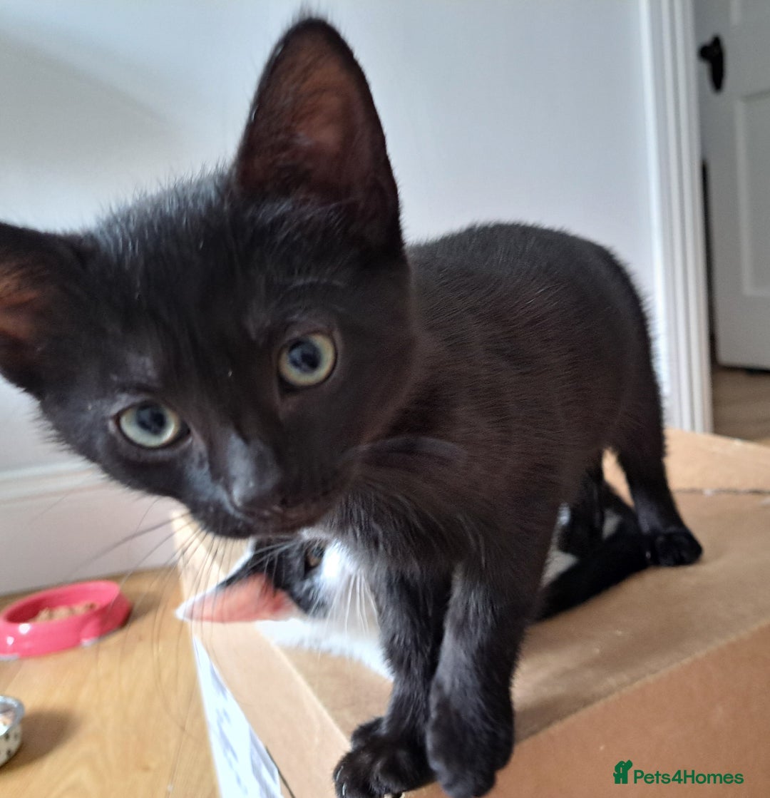 Domestic Shorthair cats for sale: 2 Gorgeous Pairs Of Kittens - Image 4