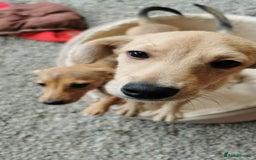 Mixed Breed dogs for adoption: Daisy - In Ayr looking for a home - Image 3