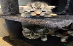 Mixed Breed cats for sale: Mixed colour tabby kittens - Image 26