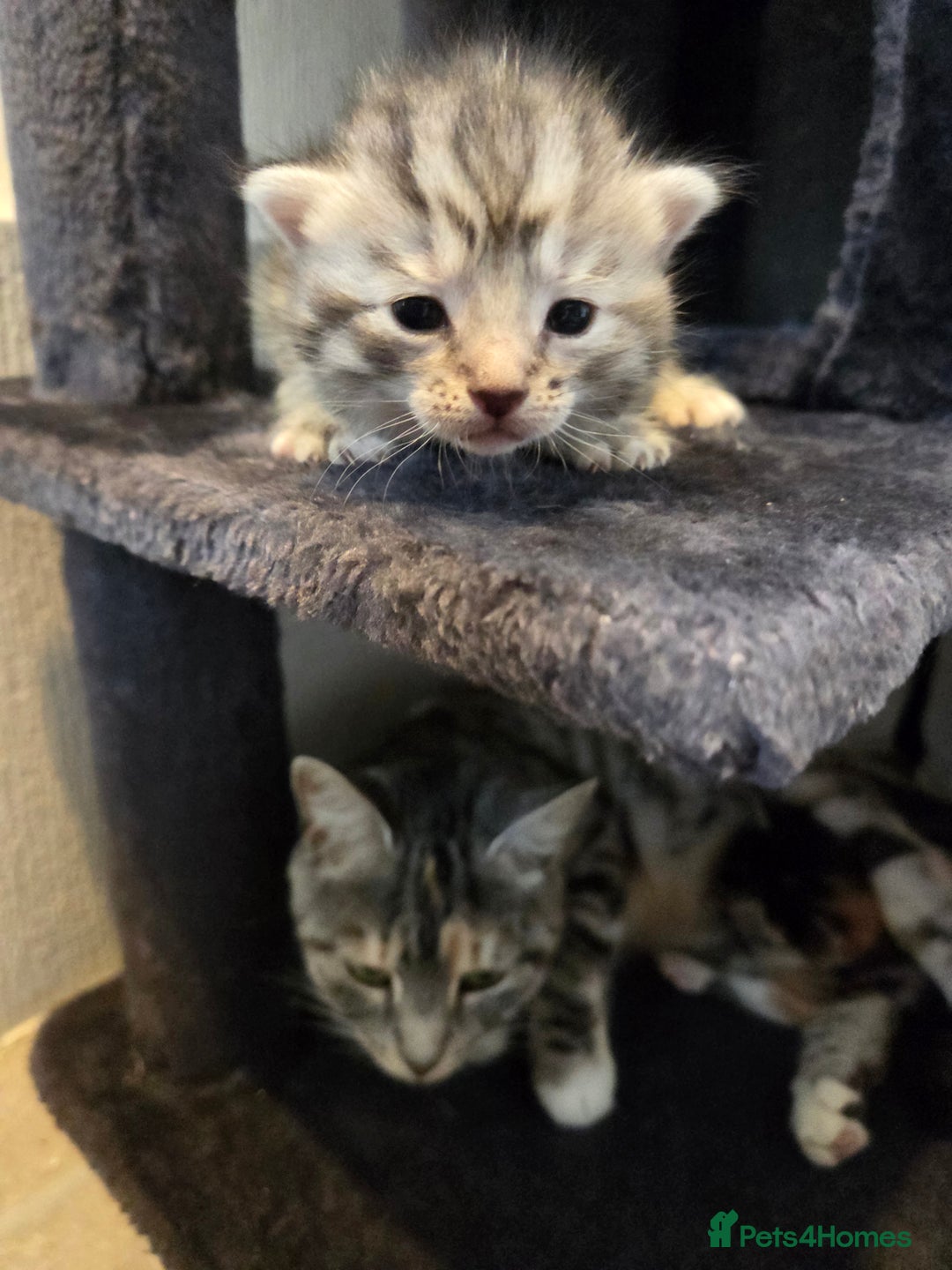 Mixed Breed cats for sale: Mixed colour tabby kittens - Image 26