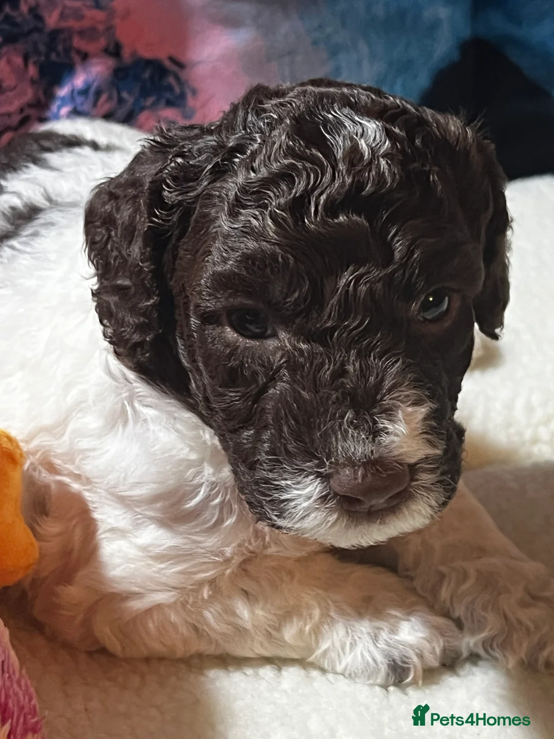 Sproodle dogs for sale: 🎉 A Joyful Announcement from Our fam Pet Team! 🎉 in Larkhall - Advert 24